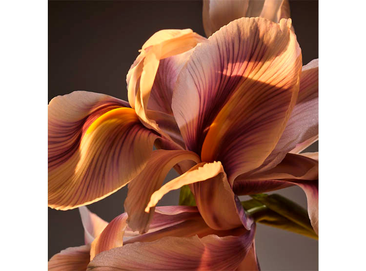 PERFUME HUGO BOSS BOTTLED HOMBRE EDP 50 ML